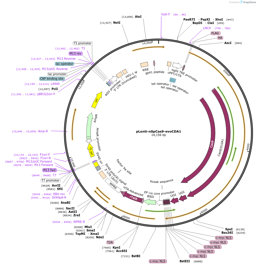 209042-plasmid-map-sequence-id-413615
