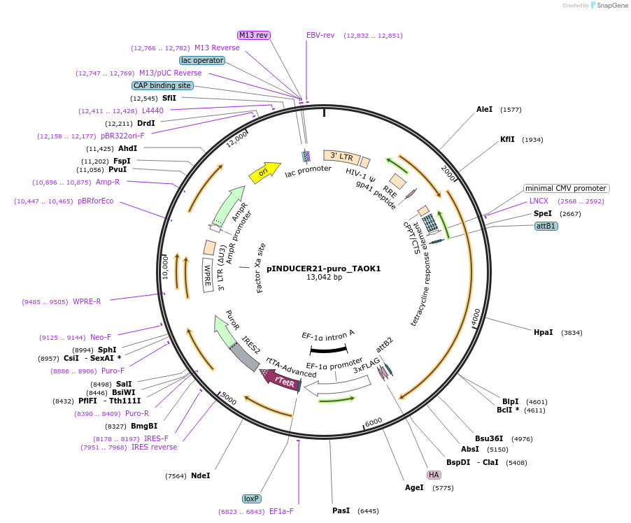 209777-plasmid-map-sequence-id-413616