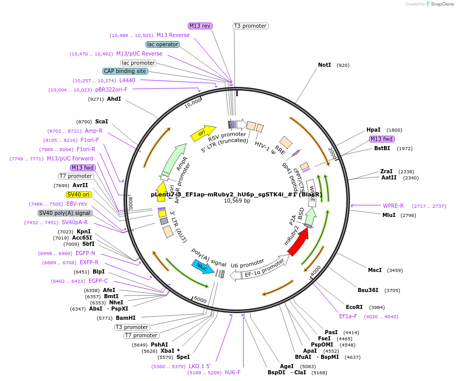 209776-plasmid-map-sequence-id-413617