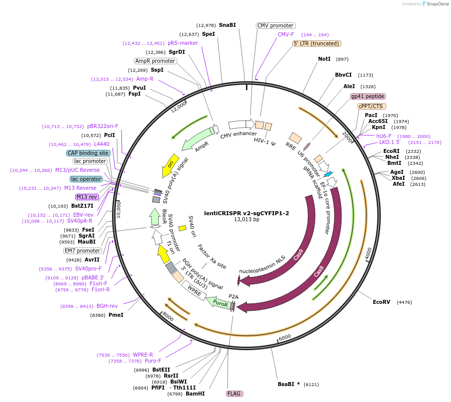 210138-plasmid-map-sequence-id-413625