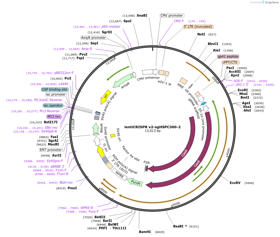 210142-plasmid-map-sequence-id-413626