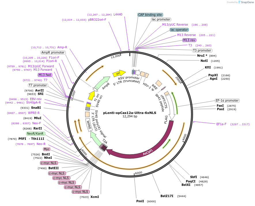 209024-plasmid-map-sequence-id-413627