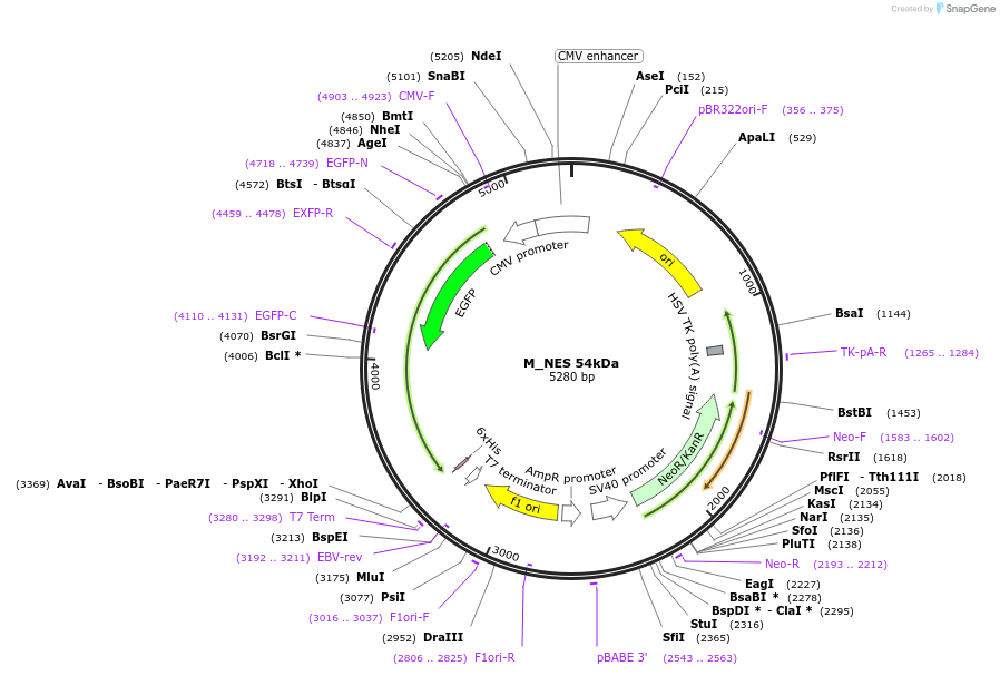 201375-plasmid-map-sequence-id-413630