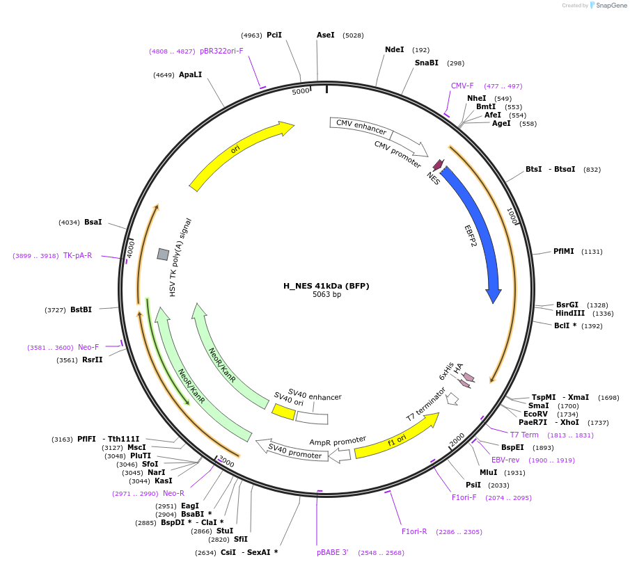 201393-plasmid-map-sequence-id-413632