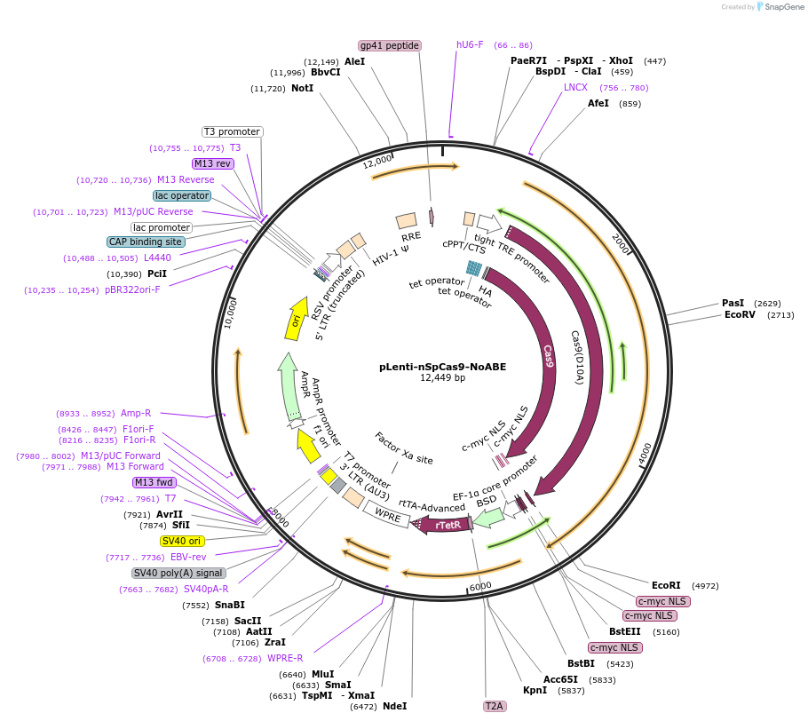 209043-plasmid-map-sequence-id-413633