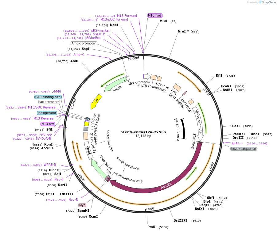 209021-plasmid-map-sequence-id-413640