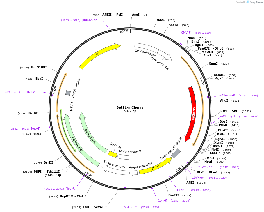 209849-plasmid-map-sequence-id-413649