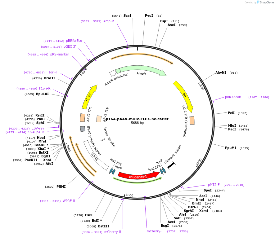 204689-plasmid-map-sequence-id-413650