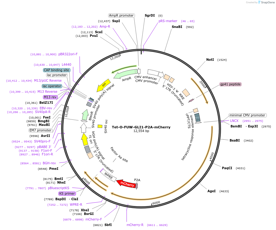 203858-plasmid-map-sequence-id-413652