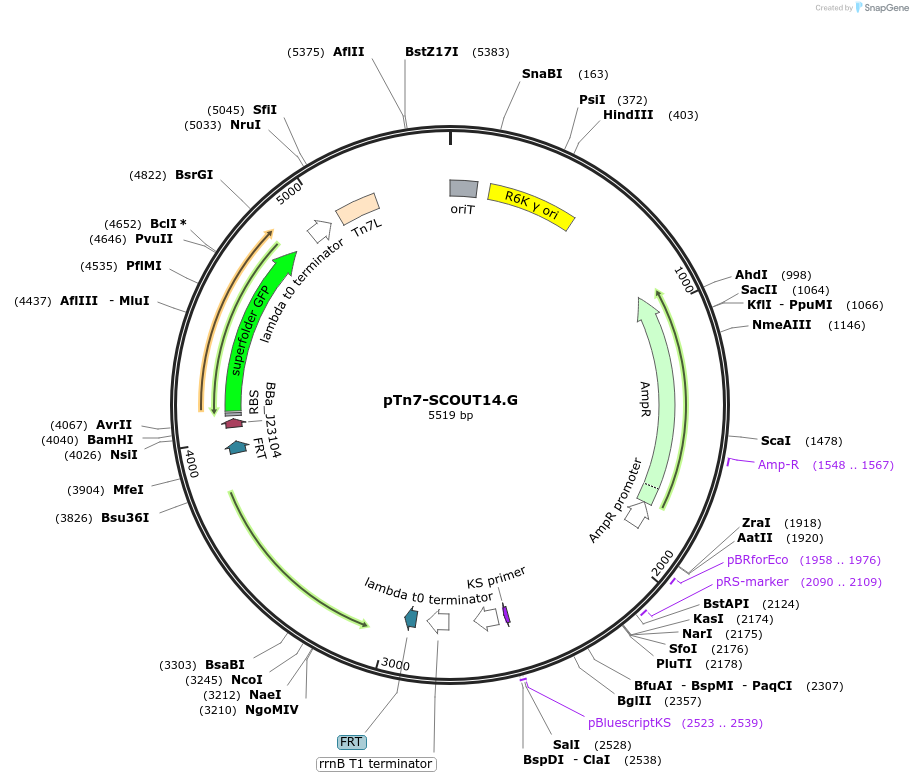 201002-plasmid-map-sequence-id-413655