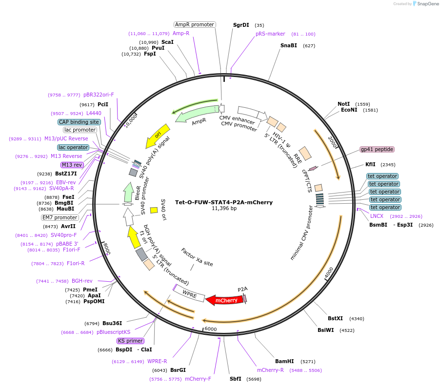 203853-plasmid-map-sequence-id-413662