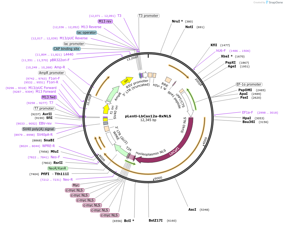 209020-plasmid-map-sequence-id-413668