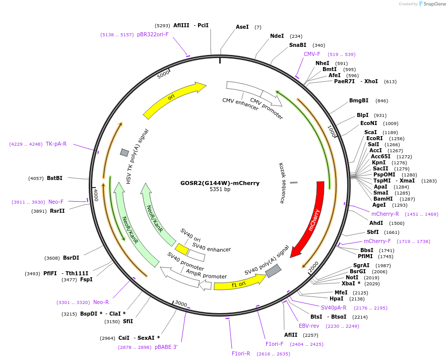 209887-plasmid-map-sequence-id-413669