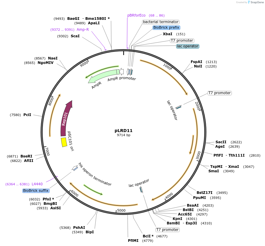 208263-plasmid-map-sequence-id-413673