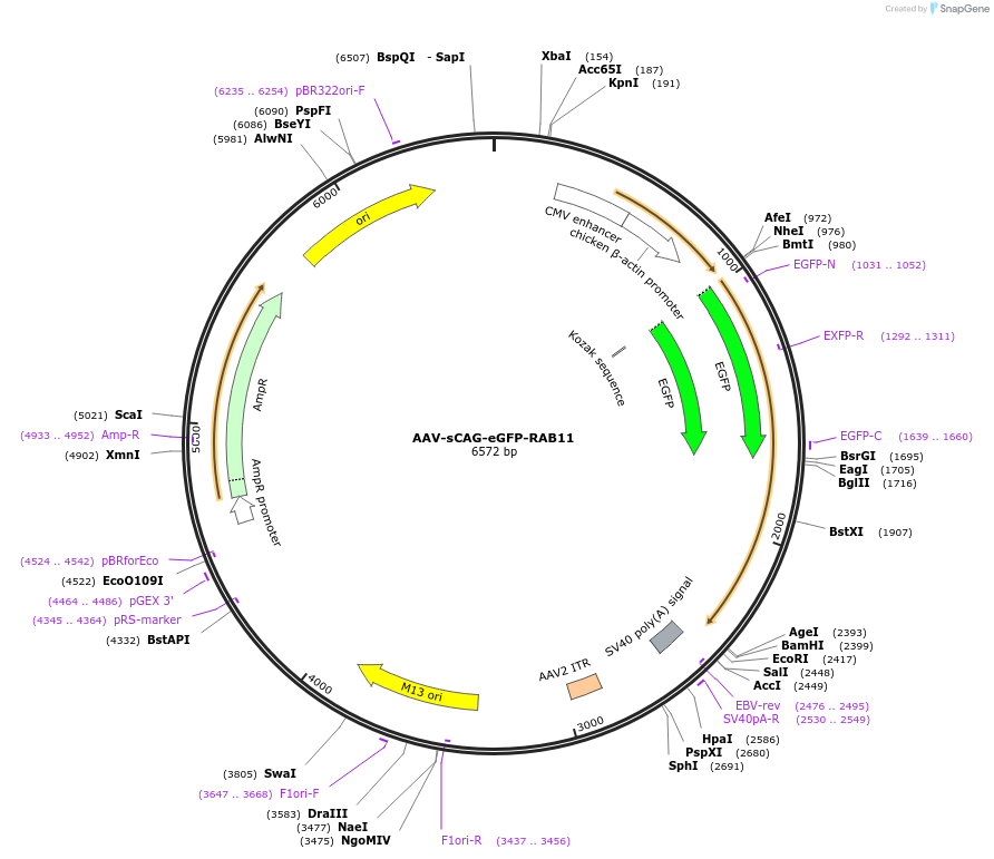203799-plasmid-map-sequence-id-413679