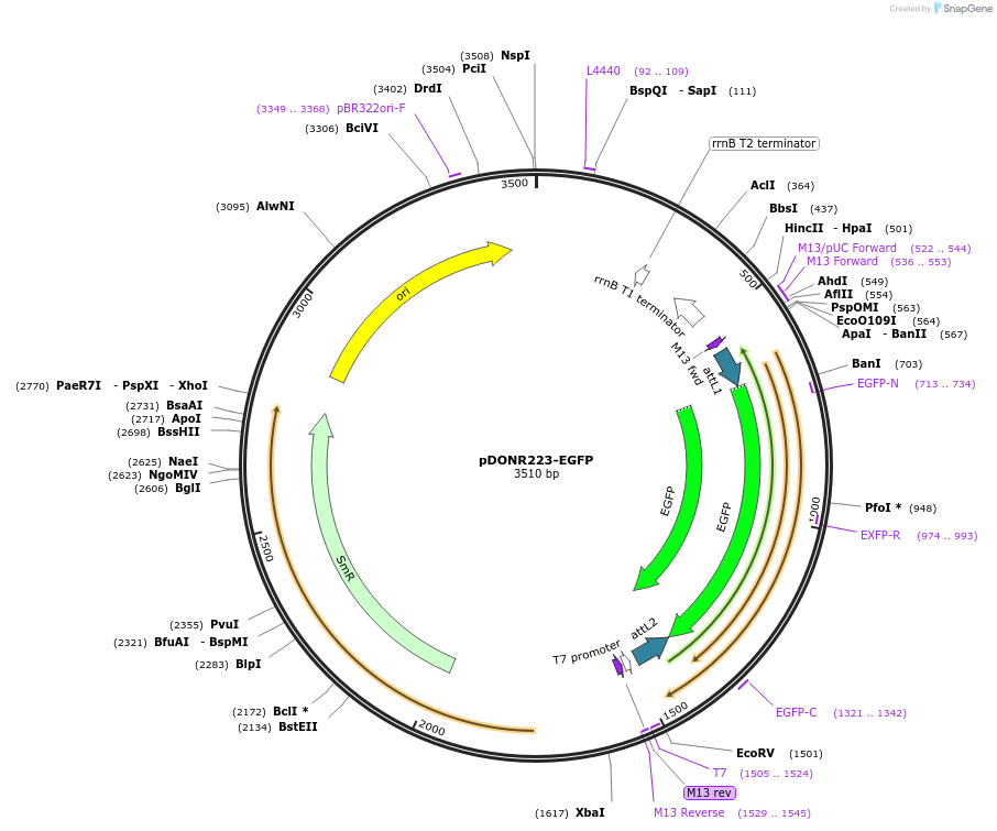 209057-plasmid-map-sequence-id-413683