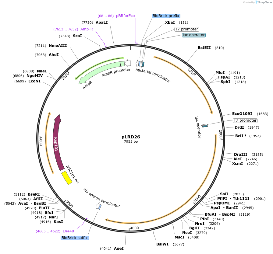 208273-plasmid-map-sequence-id-413691