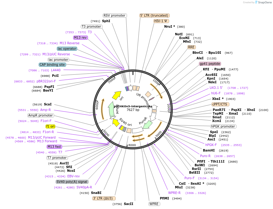 209026-plasmid-map-sequence-id-413692