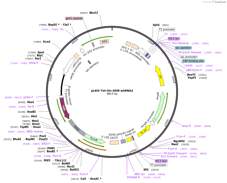 166908-plasmid-map-sequence-id-413694