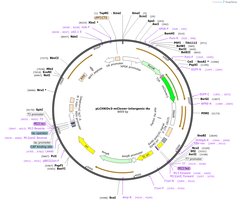209036-plasmid-map-sequence-id-413695