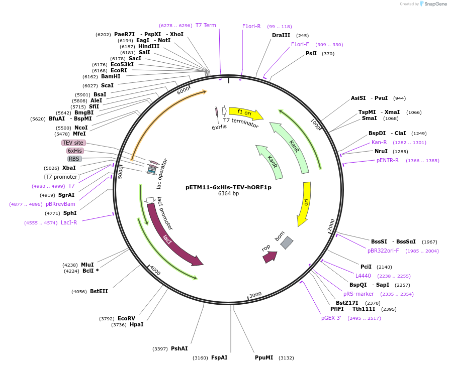 202589-plasmid-map-sequence-id-413699