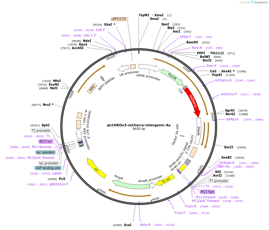 209037-plasmid-map-sequence-id-413702