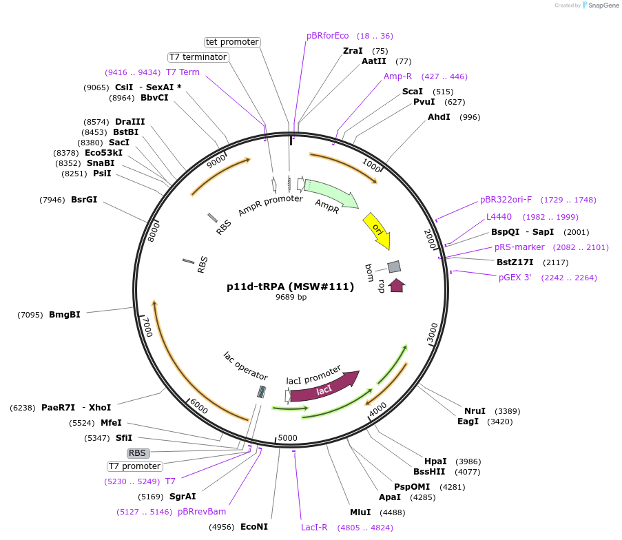208066-plasmid-map-sequence-id-413703