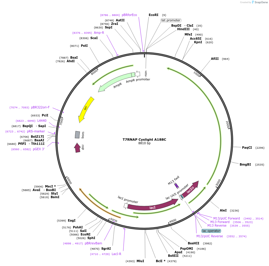 205083-plasmid-map-sequence-id-413708