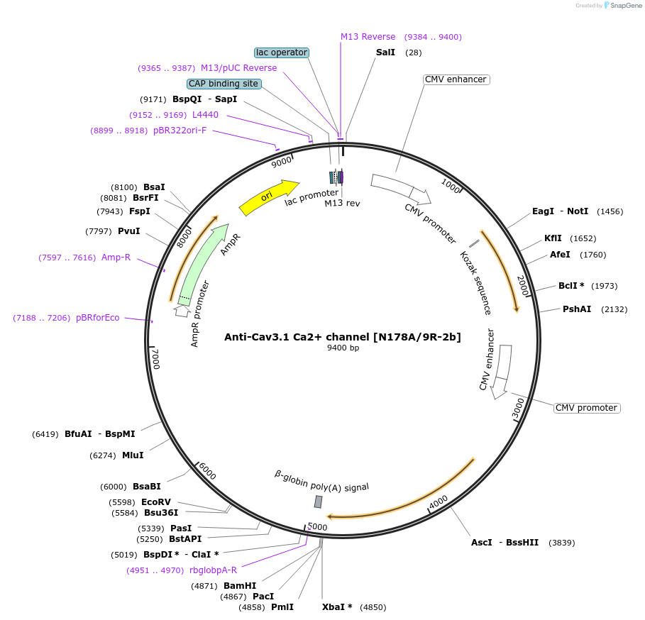 206660-plasmid-map-sequence-id-413715