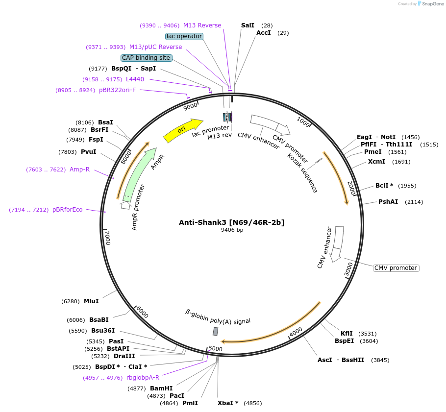 206675-plasmid-map-sequence-id-413723