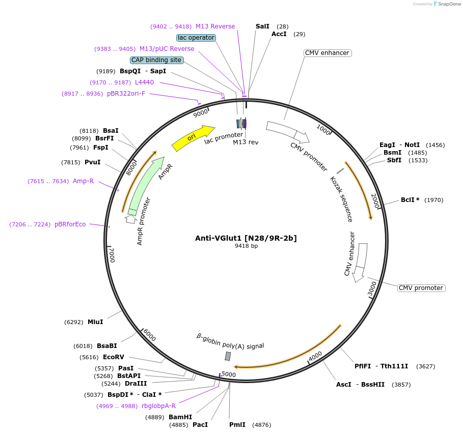 206666-plasmid-map-sequence-id-413725
