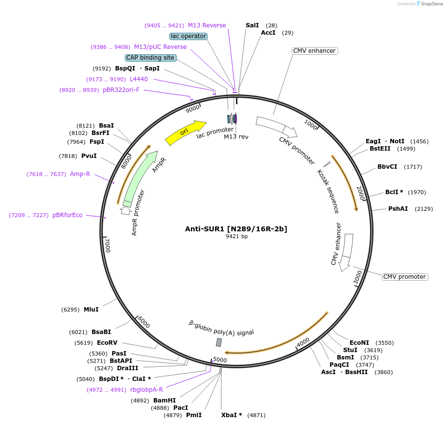 206667-plasmid-map-sequence-id-413726