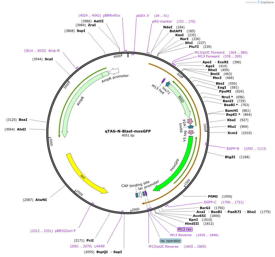 207677-plasmid-map-sequence-id-413742