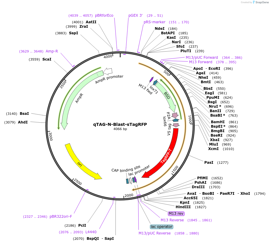 207679-plasmid-map-sequence-id-413744