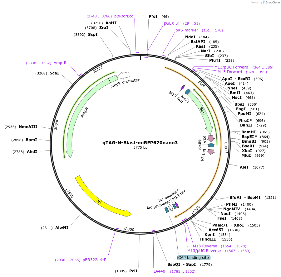 207680-plasmid-map-sequence-id-413745