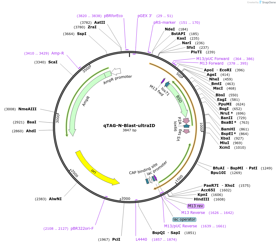 207682-plasmid-map-sequence-id-413747