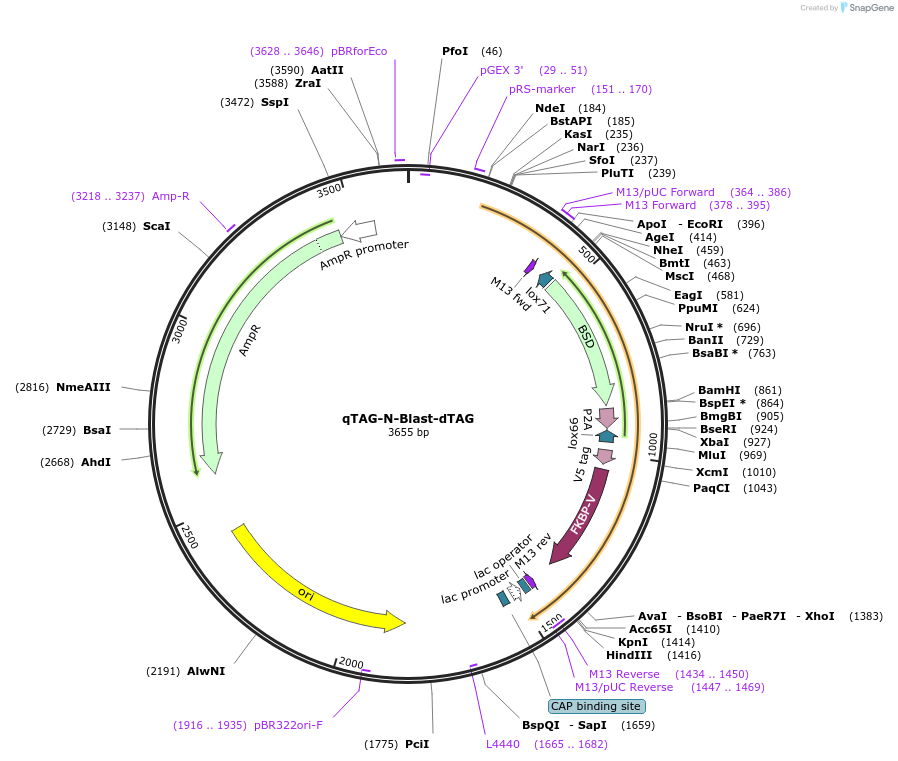 207683-plasmid-map-sequence-id-413748