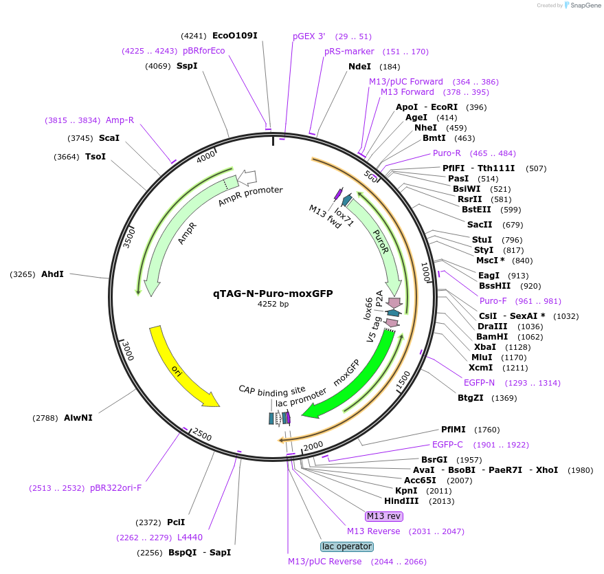 207688-plasmid-map-sequence-id-413751