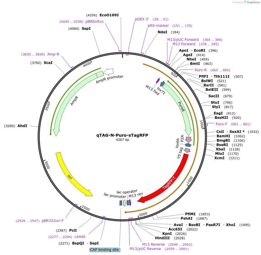 207690-plasmid-map-sequence-id-413753