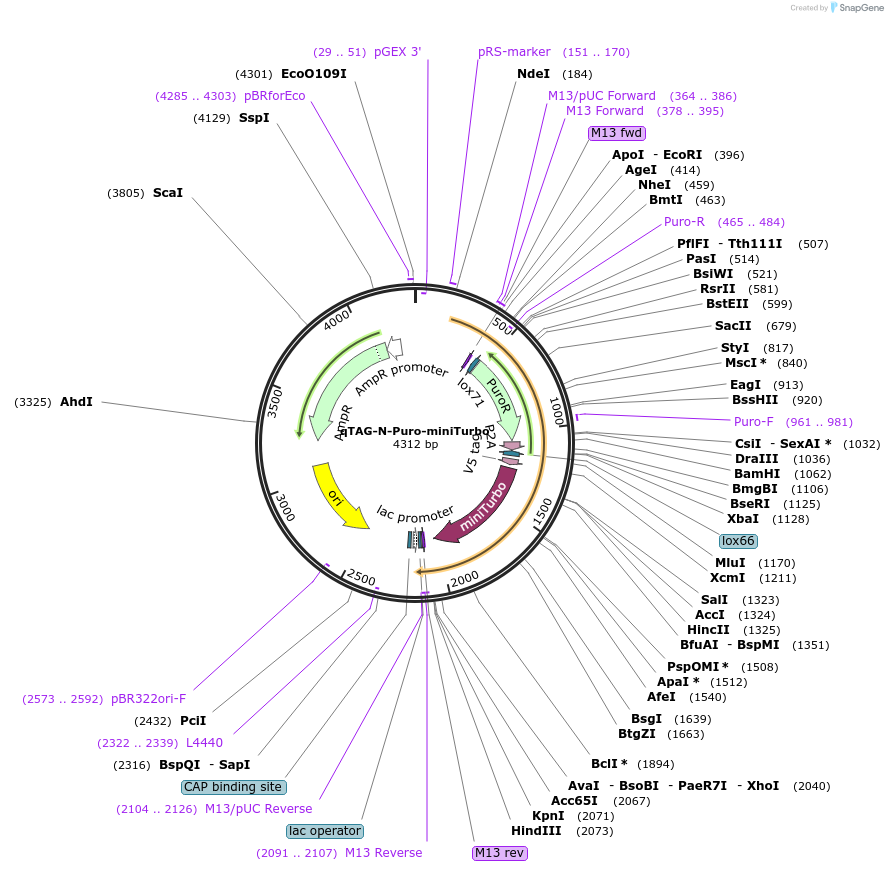 207692-plasmid-map-sequence-id-413755