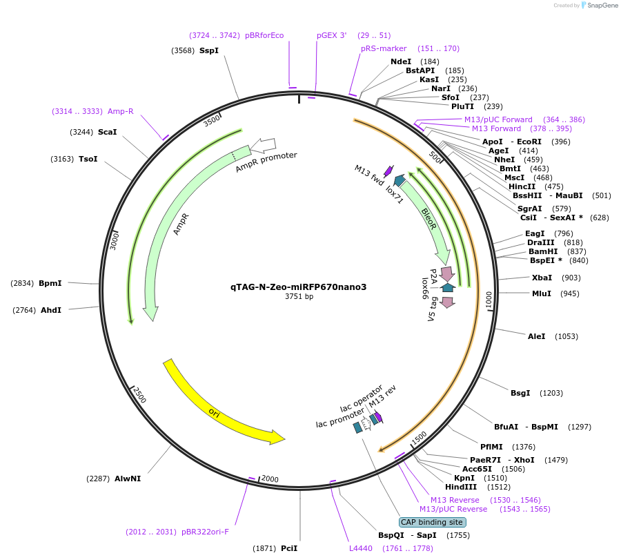 207702-plasmid-map-sequence-id-413763