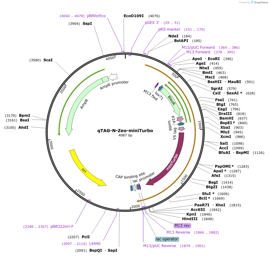 207703-plasmid-map-sequence-id-413764