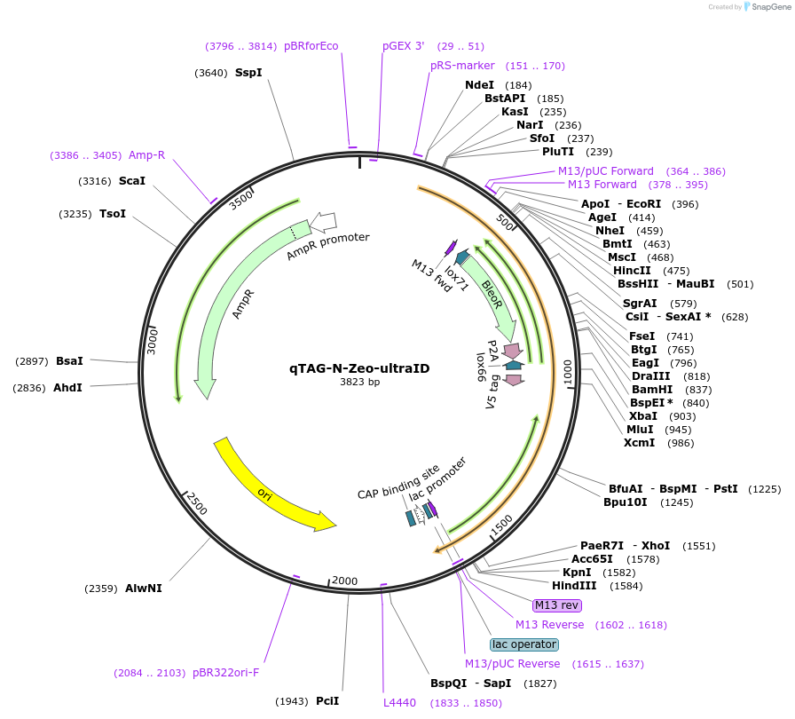 207704-plasmid-map-sequence-id-413765