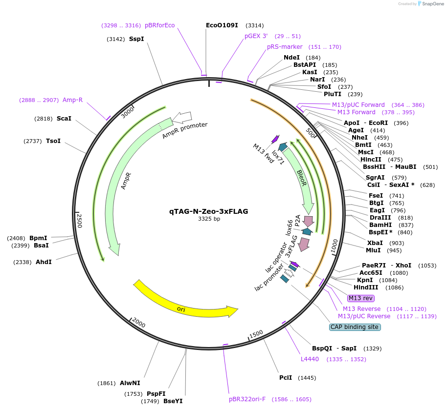 207706-plasmid-map-sequence-id-413767