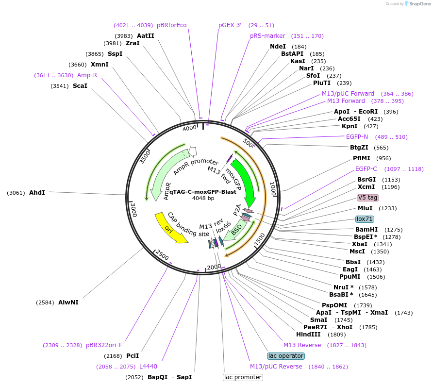 207710-plasmid-map-sequence-id-413768