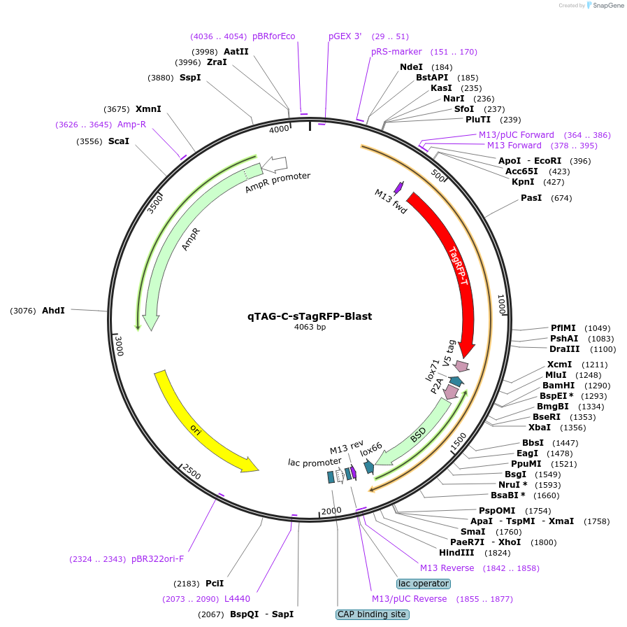 207712-plasmid-map-sequence-id-413769
