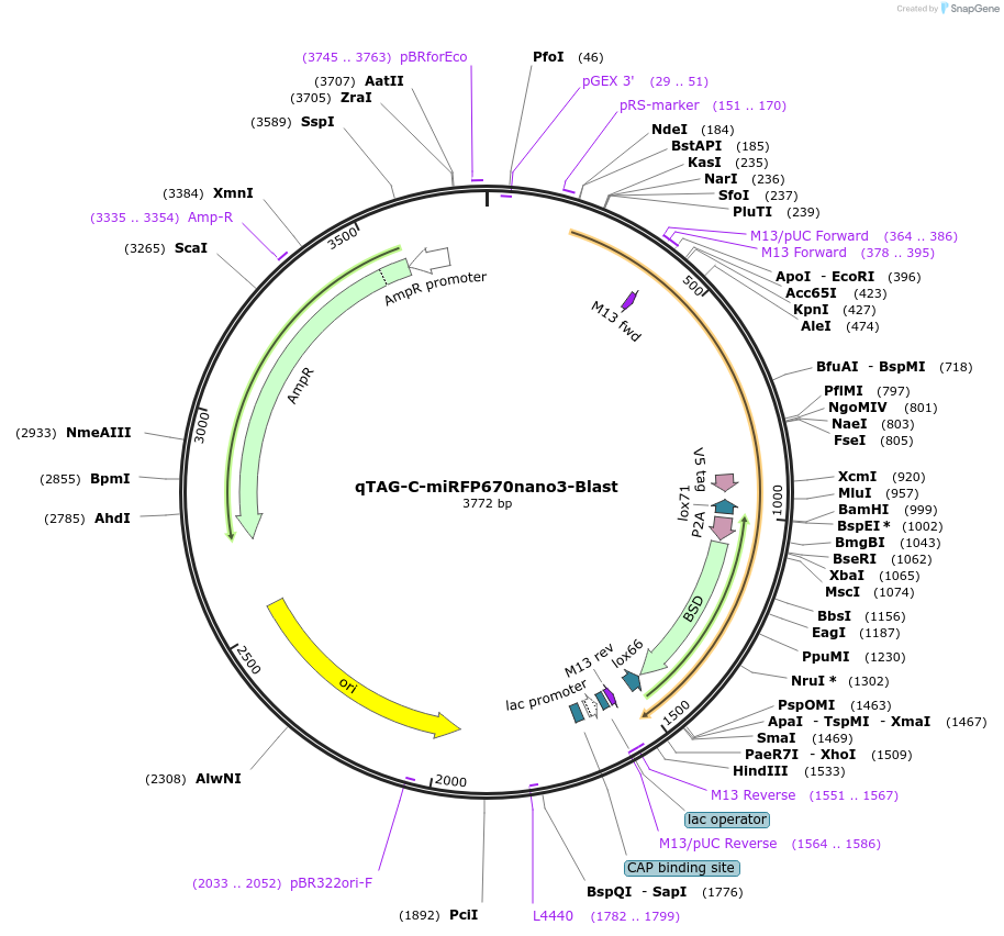 207713-plasmid-map-sequence-id-413770