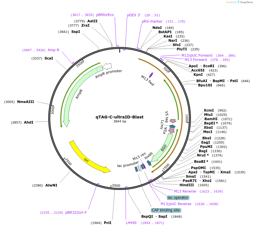 207715-plasmid-map-sequence-id-413772