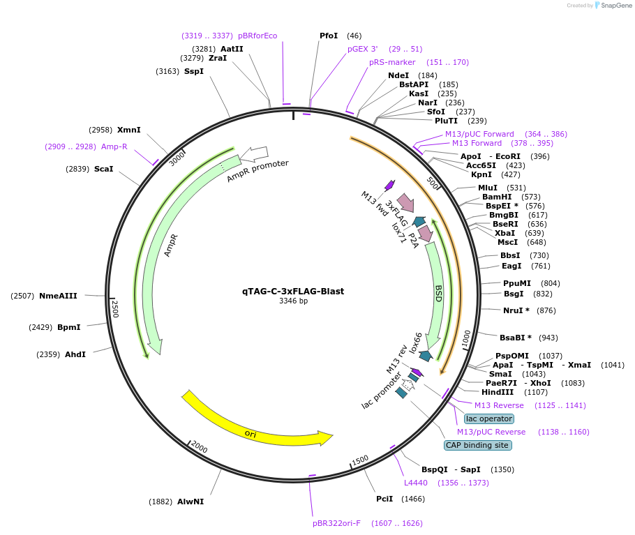 207717-plasmid-map-sequence-id-413774