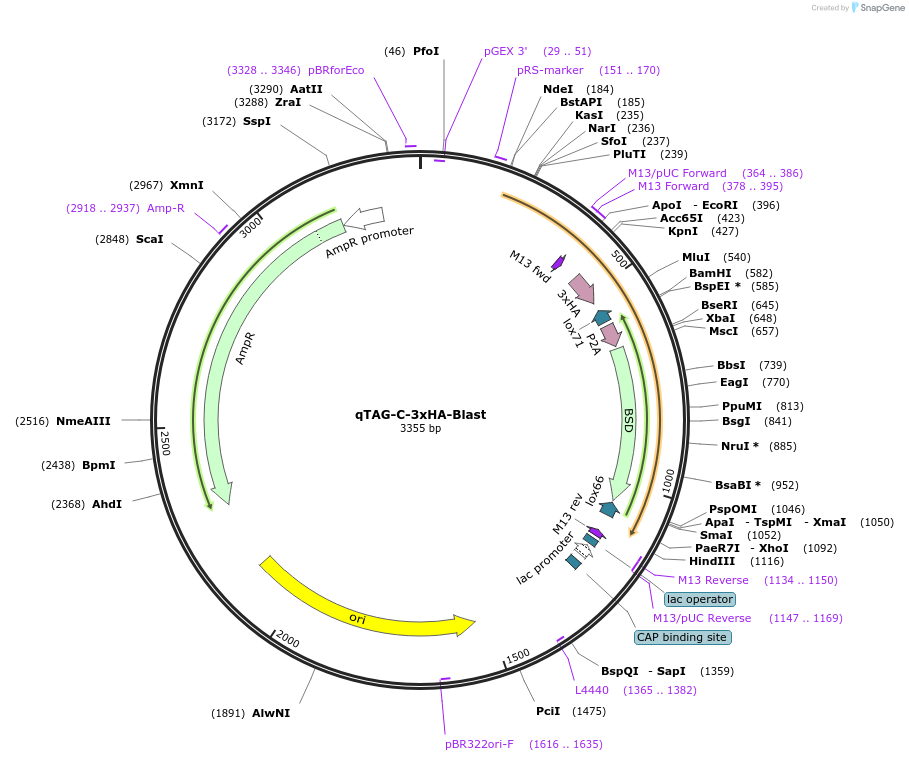 207718-plasmid-map-sequence-id-413775